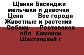 Щенки Басенджи ,мальчики и девочки › Цена ­ 1 - Все города Животные и растения » Собаки   . Ростовская обл.,Каменск-Шахтинский г.